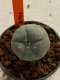 Lophophora williamsii 4-5 cm 7 years old seed ownroot flower seedling ロフpォフォラ　烏羽玉　仔吹き　サボテン