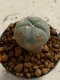 Lophophora williamsii 4-5 cm 7 years old seed ownroot flower seedling ロフォフォラ　烏羽玉　仔吹き　サボテン