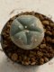 Lophophora williamsii 4-5 cm 7 years old seed ownroot flower seedling ロフォフォラ　烏羽玉　仔吹き　サボテン