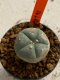 Lophophora williamsii 4-5 cm 7 years old seed ownroot flower seedling ロフォフォラ　烏羽玉　仔吹き　サボテン