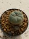 Lophophora williamsii 4-5 cm 7 years old seed ownroot flower seedling ロフォフォラ　烏羽玉　仔吹き　サボテン