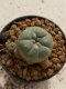 Lophophora williamsii 4-5 cm 7 years old seed ownroot flower seedling ロフォフォラ　烏羽玉　仔吹き　サボテン