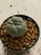 Lophophora williamsii 4-5 cm 7 years old seed ownroot flower seedling ロフォフォラ　烏羽玉　仔吹き　サボテン