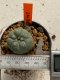 Lophophora williamsii 4-5 cm 7 years old seed ownroot flower seedling ロフォフォラ　烏羽玉　仔吹き　サボテン