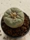 Lophophora williamsii 4-5 cm 7 years old seed ownroot flower seedling ロフォフォラ　烏羽玉　仔吹き　サボテン