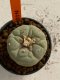 Lophophora williamsii 4-5 cm 7 years old seed ownroot flower seedling ロフォフォラ　烏羽玉　仔吹き　サボテン