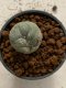 Lophophora williamsii 4-5 cm 7 years old seed ownroot flower seedling ロフォフォラ　烏羽玉　仔吹き　サボテン