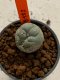 Lophophora williamsii 4-5 cm 7 years old seed ownroot flower seedling ロフォフォラ　烏羽玉　仔吹き　サボテン