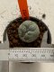 Lophophora williamsii 4-5 cm 7 years old seed ownroot flower seedling ロフォフォラ　烏羽玉　仔吹き　サボテン