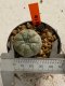 Lophophora williamsii 4-5 cm 7 years old seed ownroot flower seedling ロフォフォラ　烏羽玉　仔吹き　サボテン