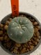 Lophophora williamsii 4-5 cm 7 years old seed ownroot flower seedling ロフォフォラ　烏羽玉　仔吹き　サボテン