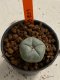 Lophophora williamsii 4-5 cm 7 years old seed ownroot flower seedling ロフォフォラ　烏羽玉　仔吹き　サボテン