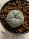 Lophophora williamsii 4-5 cm 7 years old seed ownroot flower seedling ロフォフォラ　烏羽玉　仔吹き　サボテン