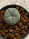 Lophophora williamsii 4-5 cm 7 years old seed ownroot flower seedling ロフォフォラ　烏羽玉　仔吹き　サボテン