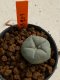 Lophophora williamsii 4-5 cm 7 years old seed ownroot flower seedling ロフォフォラ　烏羽玉　仔吹き　サボテン