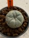 Lophophora williamsii 4-5 cm 7 years old seed ownroot flower seedling ロフォフォラ　烏羽玉　仔吹き　サボテン