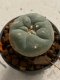 Lophophora williamsii 4-5 cm 7 years old seed ownroot flower seedling ロフォフォラ　烏羽玉　仔吹き　サボテン