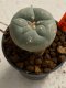 Lophophora williamsii 4-5 cm 7 years old seed ownroot flower seedling ロフォフォラ　烏羽玉　仔吹き　サボテン