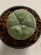 Lophophora williamsii 4-5 cm 7 years old seed ownroot flower seedling ロフォフォラ　烏羽玉　仔吹き　サボテン