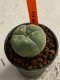 Lophophora williamsii 4-5 cm 7 years old seed ownroot flower seedling ロフォフォラ　烏羽玉　仔吹き　サボテン