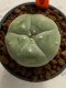 Lophophora williamsii 4-5 cm 7 years old seed ownroot flower seedling ロフォフォラ　烏羽玉　仔吹き　サボテン