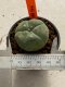 Lophophora williamsii 4-5 cm 7 years old seed ownroot flower seedling ロフォフォラ　烏羽玉　仔吹き　サボテン