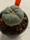 Lophophora williamsii 4-5 cm 7 years old seed ownroot flower seedling ロフォフォラ　烏羽玉　仔吹き　サボテン