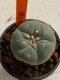 Lophophora williamsii 4-5 cm 7 years old seed ownroot flower seedling ロフォフォラ　烏羽玉　仔吹き　サボテン