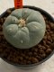 Lophophora williamsii 4-5 cm 7 years old seed ownroot flower seedling ロフォフォラ　烏羽玉　仔吹き　サボテン