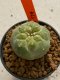 Lophophora williamsii 4-5 cm 7 years old seed ownroot flower seedling ロフォフォラ　烏羽玉　仔吹き　サボテン