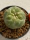 Lophophora williamsii 4-5 cm 7 years old seed ownroot flower seedling ロフォフォラ　烏羽玉　仔吹き　サボテン