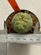 Lophophora williamsii 4-5 cm 7 years old seed ownroot flower seedling ロフォフォラ　烏羽玉　仔吹き　サボテン