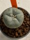 Lophophora williamsii 4-5 cm 7 years old seed ownroot flower seedling ロフォフォラ　烏羽玉　仔吹き　サボテン