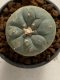 Lophophora williamsii 4-5 cm 7 years old seed ownroot flower seedling ロフォフォラ　烏羽玉　仔吹き　サボテン