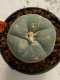 Lophophora williamsii 4-5 cm 7 years old seed ownroot flower seedling ロフォフォラ　烏羽玉　仔吹き　サボテン