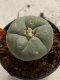 Lophophora williamsii 4-5 cm 7 years old seed ownroot flower seedling ロフォフォラ　烏羽玉　仔吹き　サボテン