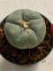 Lophophora williamsii 4-5 cm 7 years old seed ownroot flower seedling ロフォフォラ　烏羽玉　仔吹き　サボテン