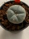 Lophophora williamsii 4-5 cm 7 years old seed ownroot flower seedling ロフォフォラ　烏羽玉　仔吹き　サボテン