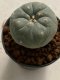 Lophophora williamsii 4-5 cm 7 years old seed ownroot flower seedling ロフォフォラ　烏羽玉　仔吹き　サボテン