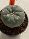 Lophophora williamsii 4-5 cm 7 years old seed ownroot flower seedling ロフォフォラ　烏羽玉　仔吹き　サボテン