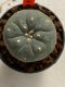 Lophophora williamsii 4-5 cm 7 years old seed ownroot flower seedling ロフォフォラ　烏羽玉　仔吹き　サボテン