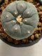 Lophophora williamsii 4-5 cm 7 years old seed ownroot flower seedling ロフォフォラ　烏羽玉　仔吹き　サボテン