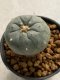 Lophophora williamsii 4-5 cm 7 years old seed ownroot flower seedling ロフォフォラ　烏羽玉　仔吹き　サボテン