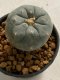 Lophophora williamsii 4-5 cm 7 years old seed ownroot flower seedling ロフォフォラ　烏羽玉　仔吹き　サボテン