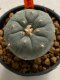 Lophophora williamsii 4-5 cm 7 years old seed ownroot flower seedling ロフォフォラ　烏羽玉　仔吹き　サボテン