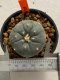 Lophophora williamsii 4-5 cm 7 years old seed ownroot flower seedling ロフォフォラ　烏羽玉　仔吹き　サボテン