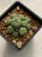 Lophophora williamsii variegata 4-5 cm 10 years old seed ownroot flower seedling ロフォフォラ　烏羽玉　仔吹き　サボテン