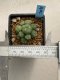 Lophophora williamsii variegata 4-5 cm 10 years old seed ownroot flower seedling ロフォフォラ　烏羽玉　仔吹き　サボテン