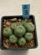 Lophophora williamsii variegata 4-5 cm 10 years old seed ownroot flower seedling ロフォフォラ　烏羽玉　仔吹き　サボテン