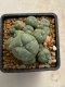 Lophophora williamsii variegata 4-5 cm 10 years old seed ownroot flower seedling ロフォフォラ　烏羽玉　仔吹き　サボテン